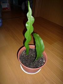 鉢にうえました＾＾