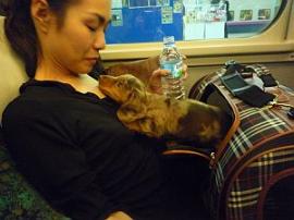 わんこも快適＾＾