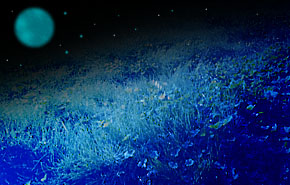 月の見える丘で