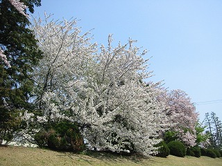 厚木基地の桜