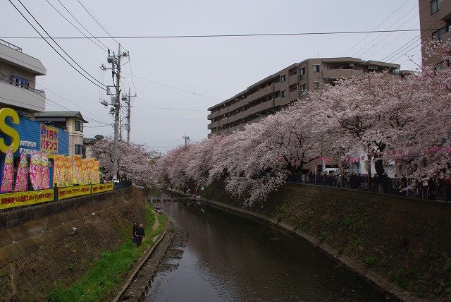 桜２００９－２