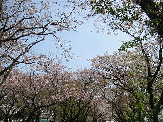 横須賀基地の桜