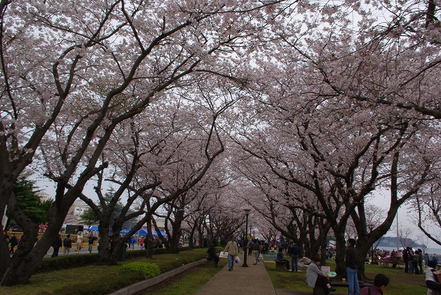 桜２００９－４