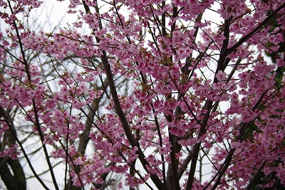 駐輪場の桜