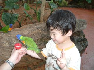 インコとバナナ