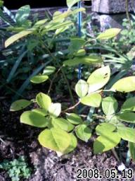 ﾌﾞﾙｰﾍﾞﾘｰ