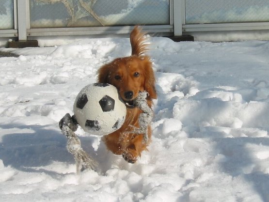 でも、走る・・・