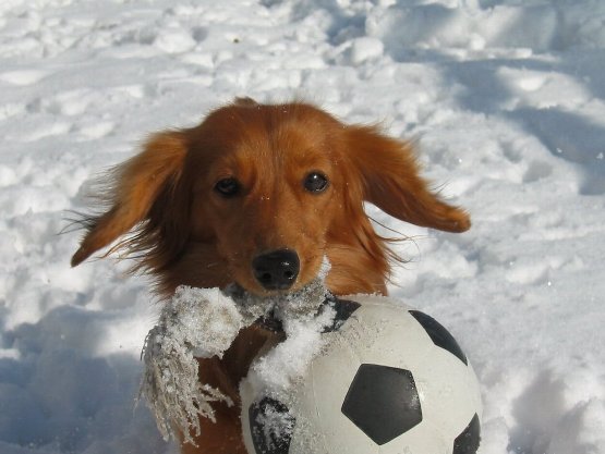 持って来たよぉ