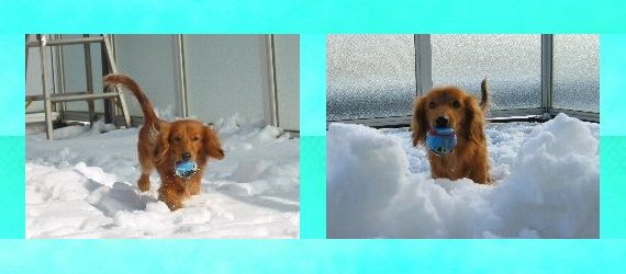 機関車トーマスも・・・