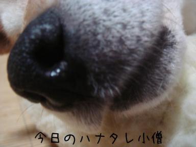 輝け！ハナタレ大賞！