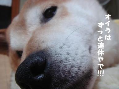連休三昧犬
