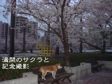 満開の桜