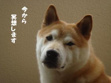冥想犬
