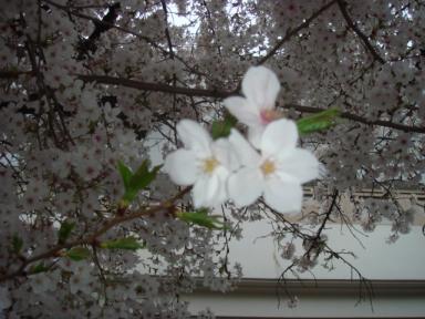 ビューティホー