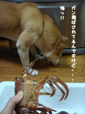 ガンを飛ばす伊勢えび