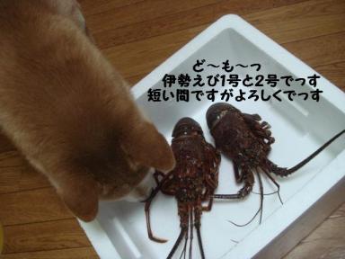 伊勢えび１号２号