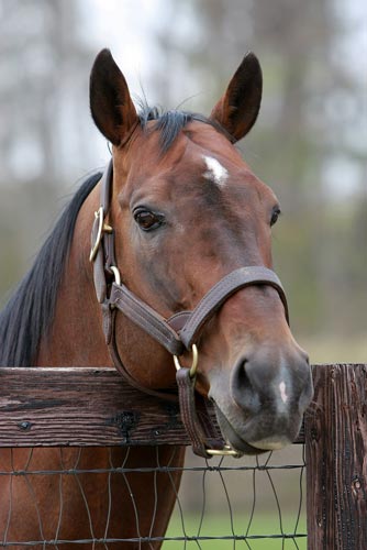 サクラバクシンオー みんなのお馬 楽天ブログ