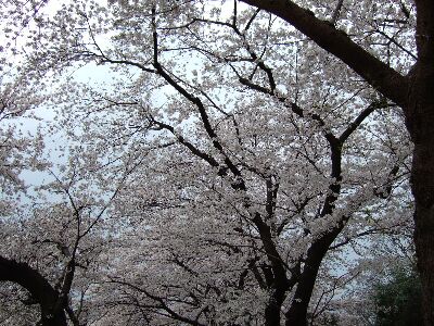 sakura3