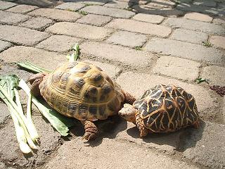 くんくん