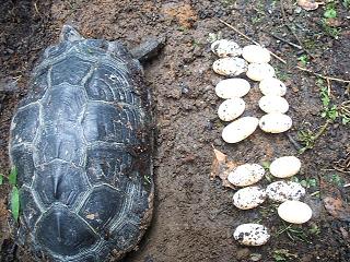 １６こ産みました