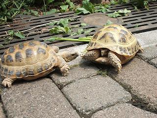 (;人;) ｵ･ﾈ･ｶﾞ･ｲ