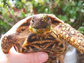 かぼちゃまみれぴか