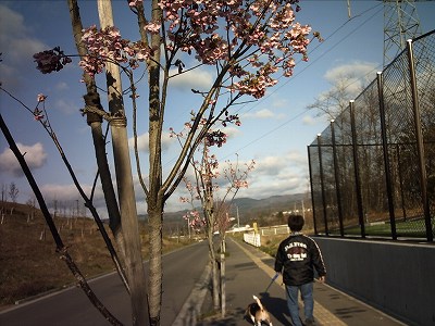 桜並木