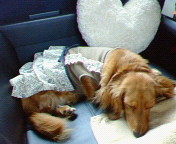 NEC_0014.JPG