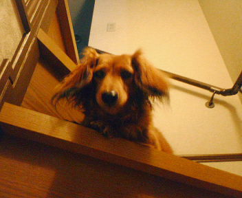 NEC_0049.JPG