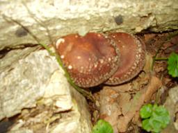 siitake