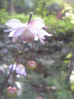 れんげしょうま