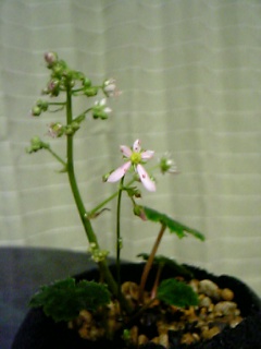 大文字草が咲いた！