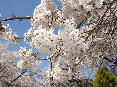 笹原川の桜