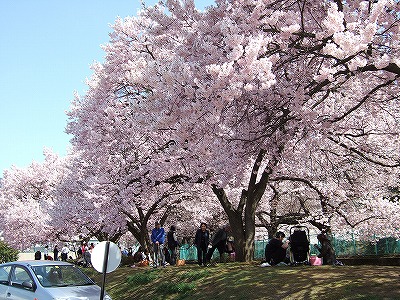 県立博物館駐車場近くの桜
