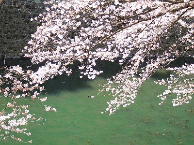 鶴ヶ城お堀の桜