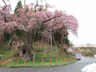 20110425 jizousakura1