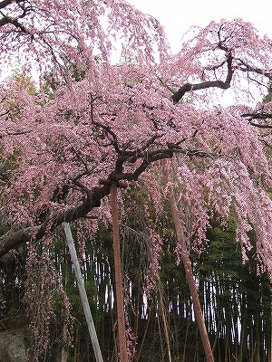 20110425 jizousakura2