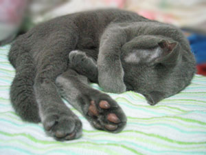 きゃっはずかしい！