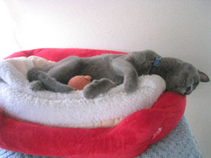 ヨガ風に寛いでみたり。