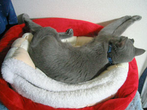 壁に向かって拗ねてみたり。