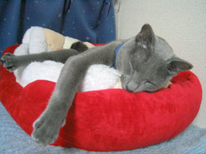 平たくなってみたり。