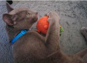 またたびガシガシ