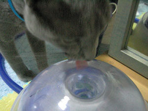 ん、飲みやすいカモ。