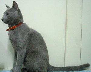 1歳のお誕生日プレゼント