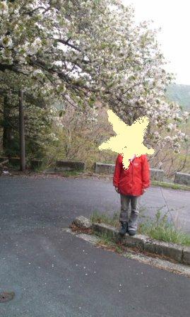 大島桜 hosi110506_1335[1].jpg