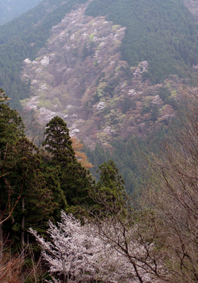 山桜全景４００