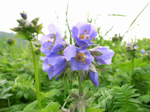 最北の花の浮島 利尻 礼文 花紀行 花を訪ねる山旅 楽天ブログ