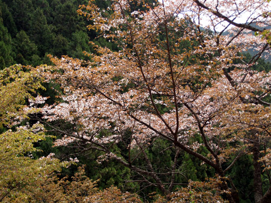 山桜１－５８０