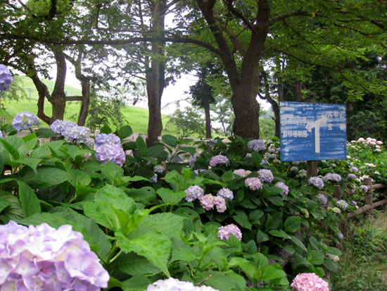 雨の六甲山には 紫陽花がお似合い 花を訪ねる山旅 楽天ブログ