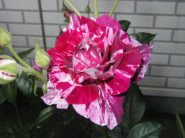 パープルタイガー１